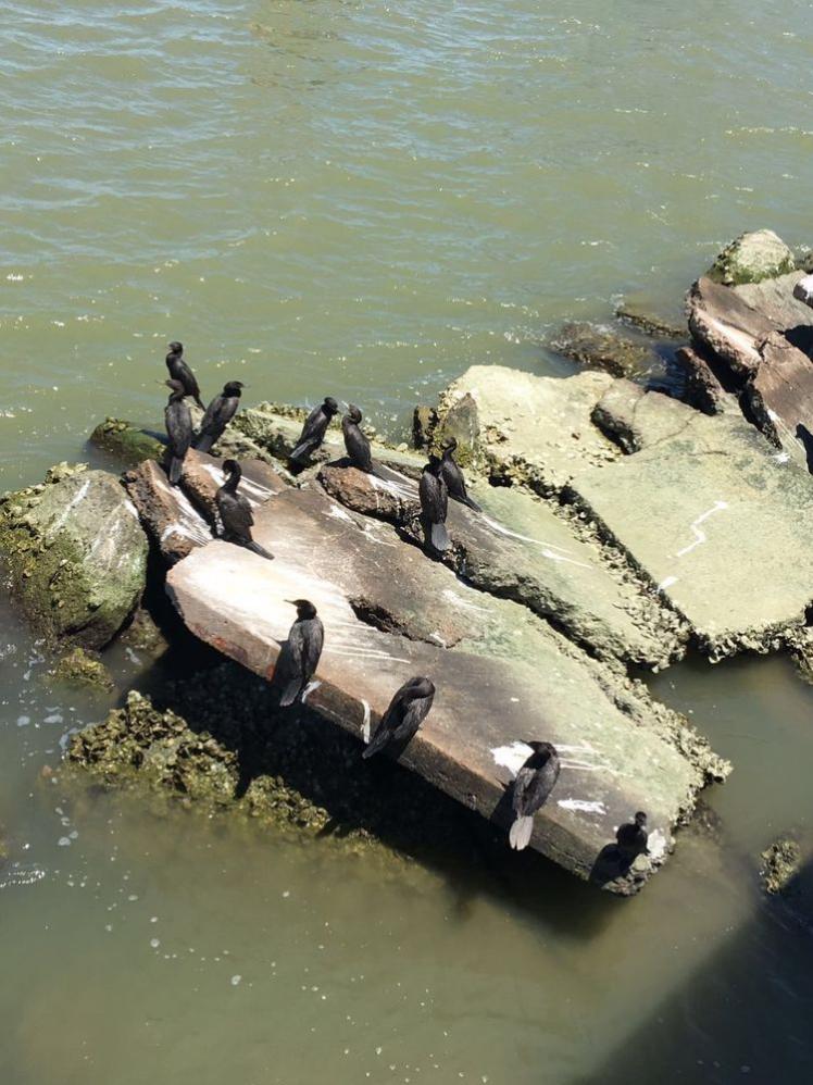 瞧這海邊礁石上：悠閑棲息的海鳥們！