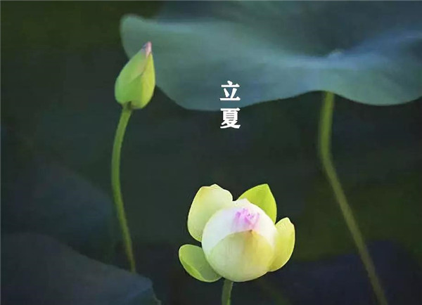 立夏已至，萬物向陽；